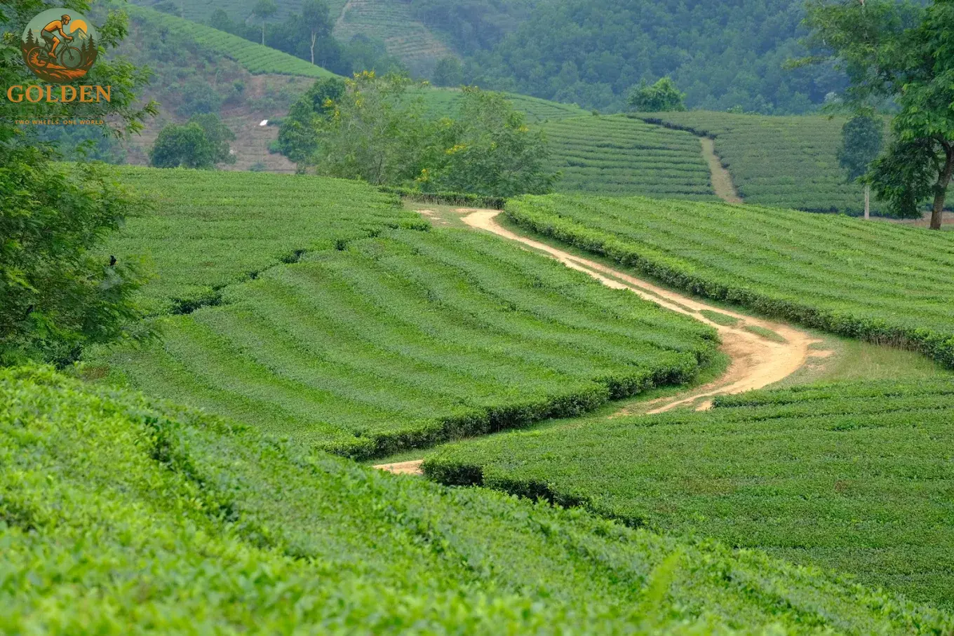 4-Day Phu Tho Cycling Tour: Long Coc Tea Hills, Xuan Son & Ao Chau Lagoon